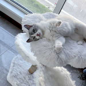 フラワー キャットタワー